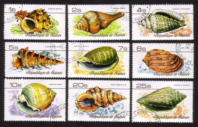 Sea Shells: Hexaplex Hoplites, Perrona Lineata, Harpa Doris, Etc. - Complete Set of 9 Different