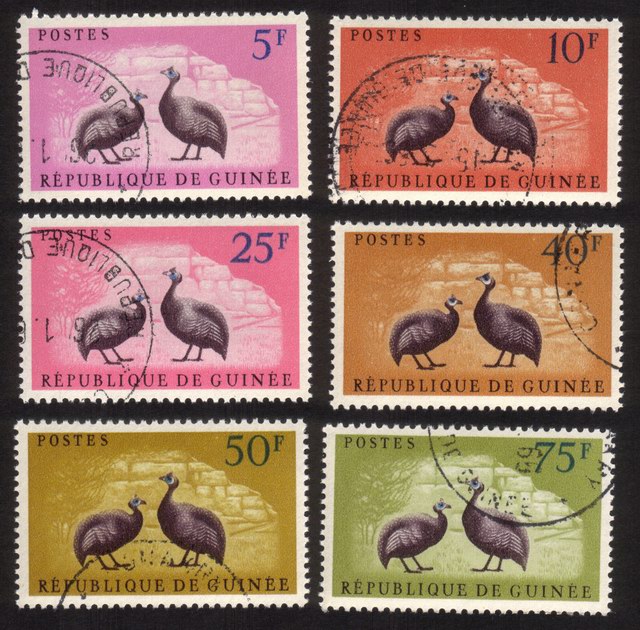 Birds: Gray-Breasted Helmet Guinea Fowl - Various Colored Backgrounds - Complete Set of 6 Different