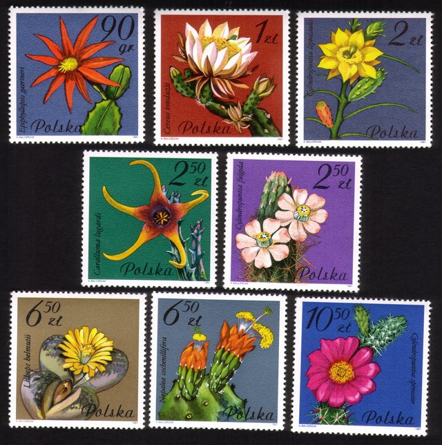 Flowering Succulent Plants: Complete Set of 8
Different.
