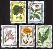 Medicinal Plants: Ginseng, Echinopanax Elatum, Etc. - Complete Set of 5 Different